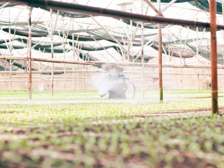 Влияние закиси азота на экосистему: угроза и возможности